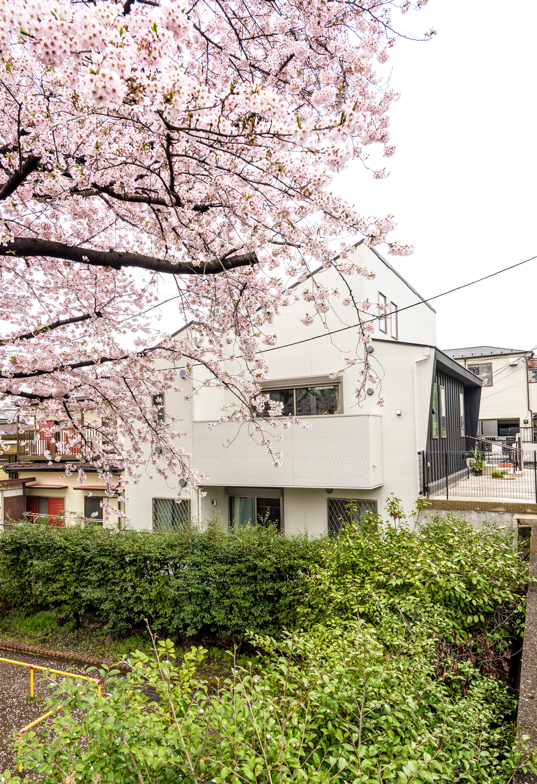 おうちのベランダから家族みんなでお花見を楽しみます